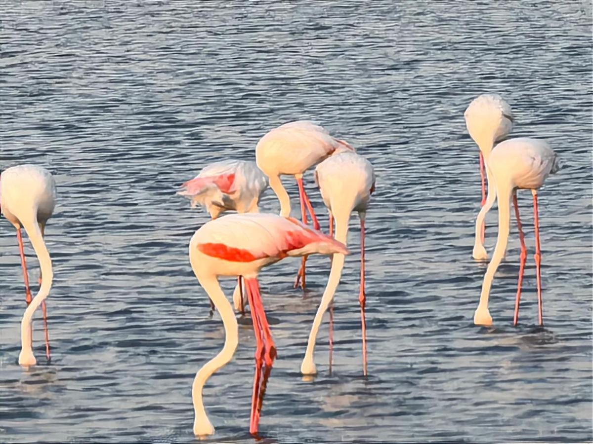 Flamingo Villas Boutique Hotel Walvis Bay Bagian luar foto