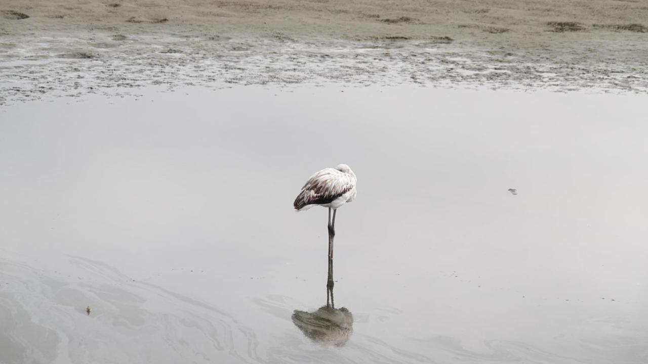 Flamingo Villas Boutique Hotel Walvis Bay Bagian luar foto