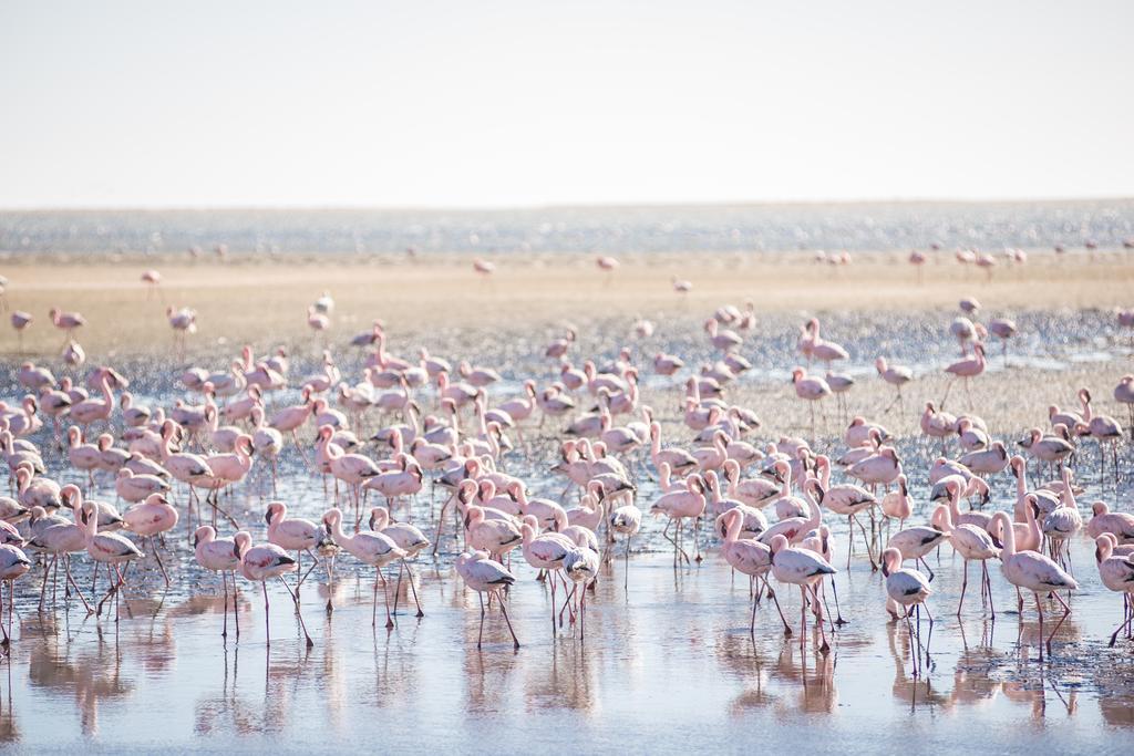 Flamingo Villas Boutique Hotel Walvis Bay Bagian luar foto