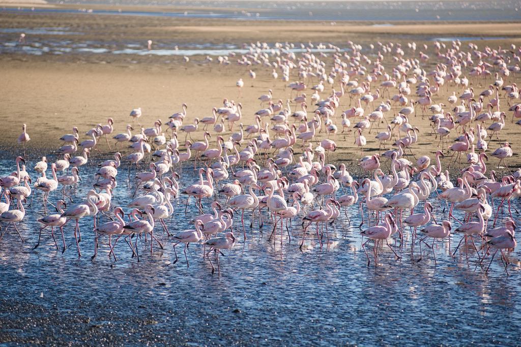 Flamingo Villas Boutique Hotel Walvis Bay Bagian luar foto