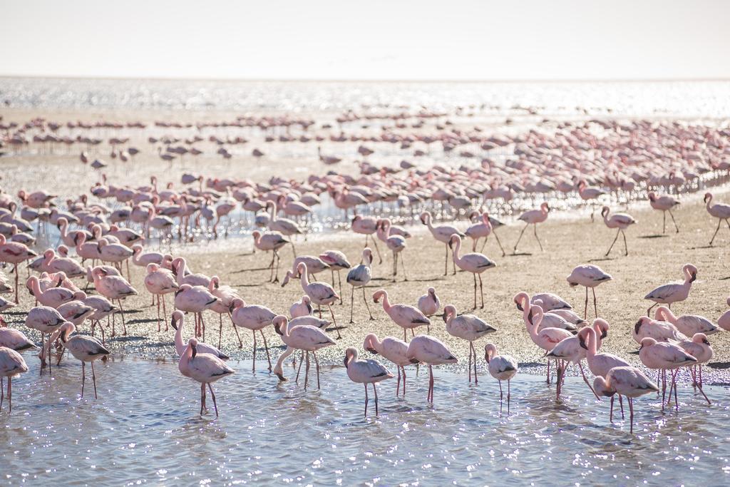 Flamingo Villas Boutique Hotel Walvis Bay Bagian luar foto